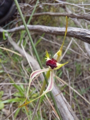 Caladenia dilatata
