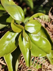 Pereskia aculeata