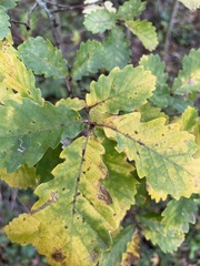 Quercus petraea