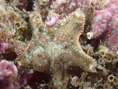 Asterina gibbosa