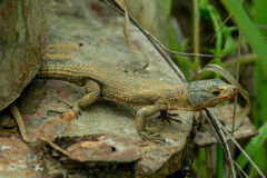 Ninurta coeruleopunctatus