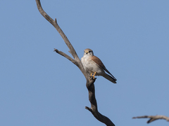Falco cenchroides cenchroides