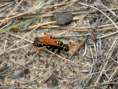 Parabatozonus lacerticida