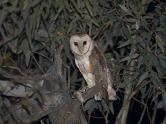 Tyto alba delicatula
