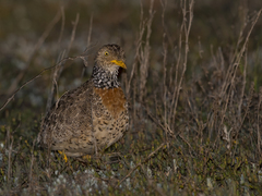 Pedionomus torquatus