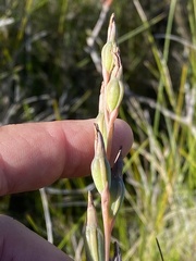 Calochilus