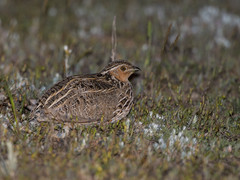 Coturnix pectoralis