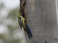 Platycercus elegans flaveolus