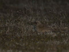 Cincloramphus cruralis