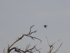 Cheramoeca leucosterna