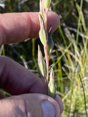 Calochilus