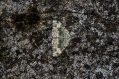 Coenotephria tophaceata