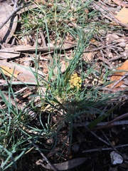 Lomandra multiflora