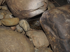 Malayopython reticulatus