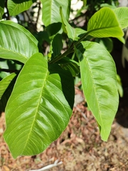 Psidium guajava