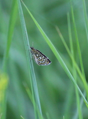Heteropterus morpheus