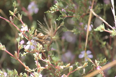 Taractrocera papyria