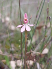 Caladenia pusilla