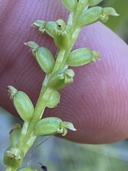 Microtis parviflora
