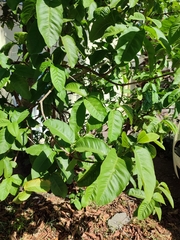 Psidium guajava