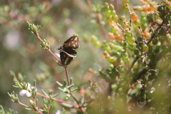 Taractrocera papyria