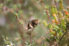 Taractrocera papyria