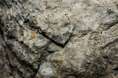 Coenotephria tophaceata