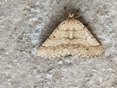 Isturgia murinaria