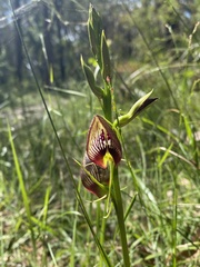 Cryptostylis erecta