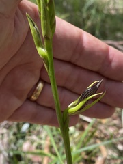 Cryptostylis erecta