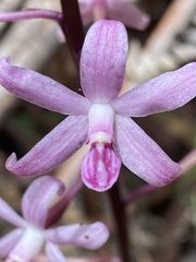 Dipodium roseum