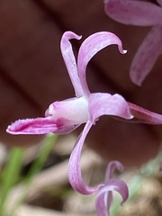 Dipodium roseum