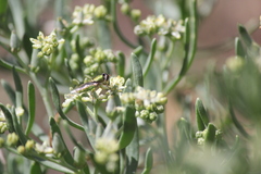 Nitraria billardierei