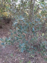 Quercus ilex