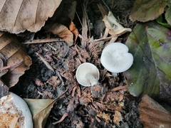 Clitocybe phyllophila