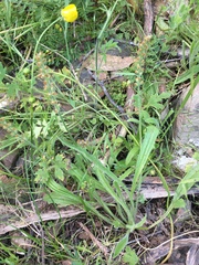 Plantago gaudichaudii