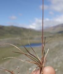 Luzula leptophylla