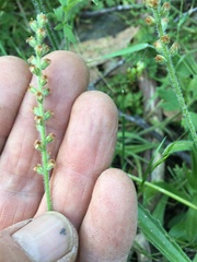 Plantago gaudichaudii