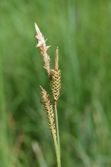 Carex elata