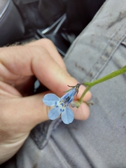 Lobelia flaccida flaccida