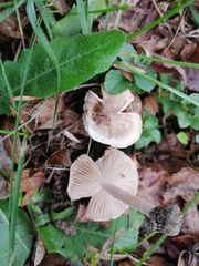 Inocybe sindonia