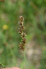 Carex diandra