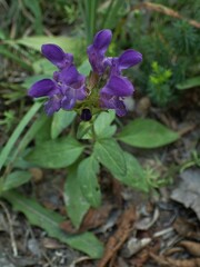 Prunella grandiflora