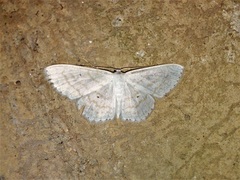 Scopula subpunctaria