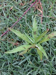 Persicaria decipiens