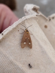 Dysauxes famula