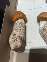 Leccinum albostipitatum