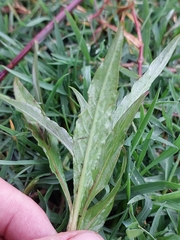 Persicaria decipiens