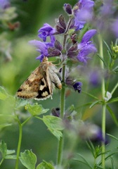 Heliothis adaucta