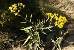 Senecio myriocephalus